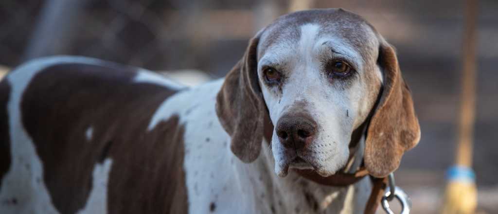 Cira, la perra que resolvió más de 150 rastreos, se retira de la Policía