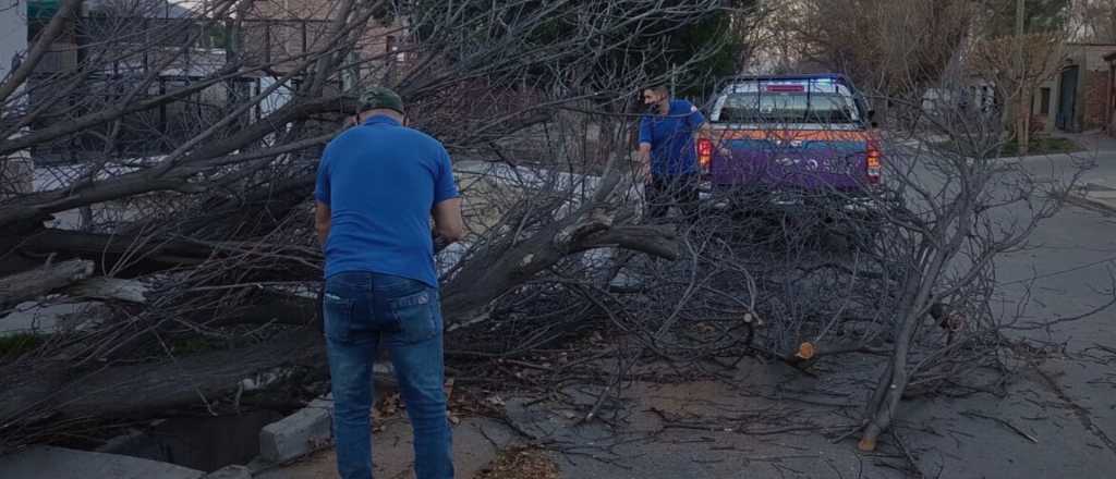 Arbolado: las claves de la "Ley Marcelino", cajoneada desde hace un año