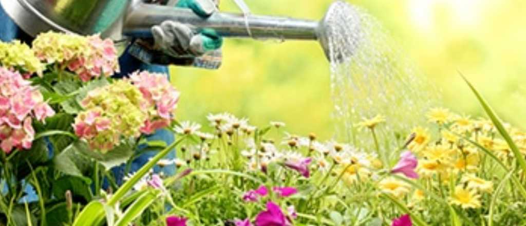 La receta casera que combate plagas y cuida la salud de tu jardín