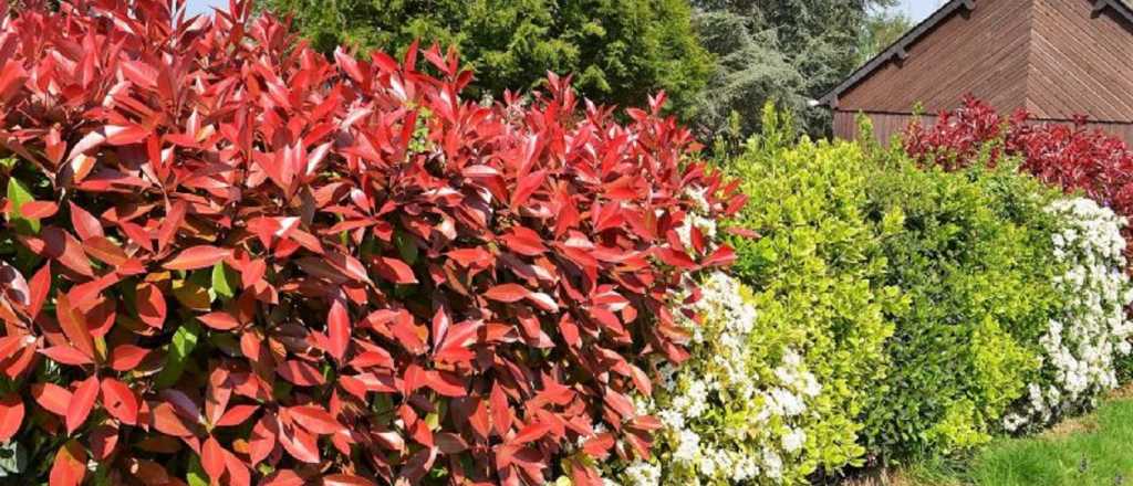 Descubrí el arbusto Ideal para un cerco perimetral colorido