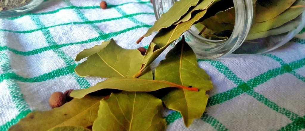 Té de laurel: estos son los beneficios que tiene para la salud 