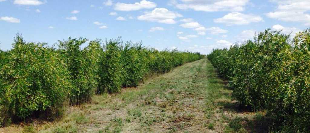 Un juzgado nacional remata un terreno de 550 hect&aacute;reas en Mendoza