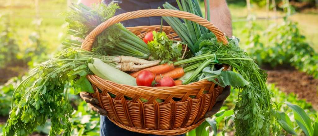 Tu huerta en octubre: qué plantar y cómo hacerlo fácil