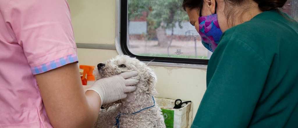 Las Heras lanzó SIMBA, una app para el cuidado y bienestar de mascotas