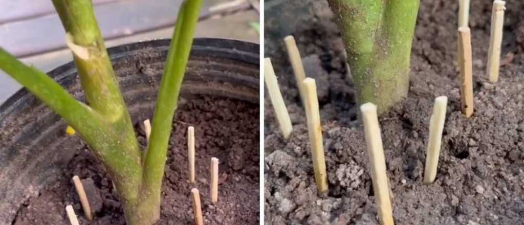 Por qué tenés que poner fósforos en tus plantas