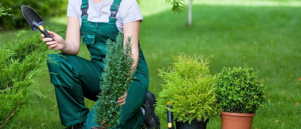 El arbusto aromático que perfuma tu jardín y no se riega casi nunca