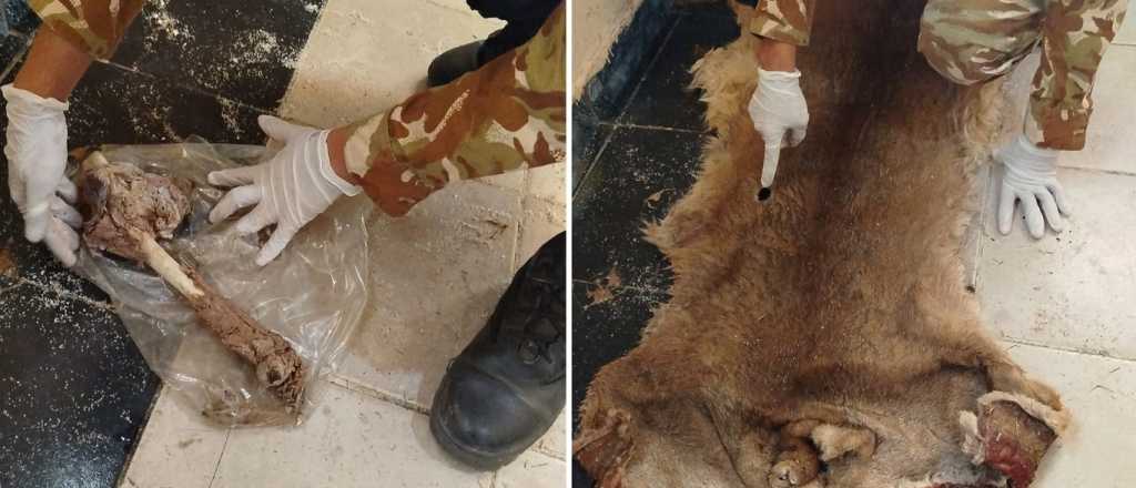 Encontraron restos de un puma en San Rafael