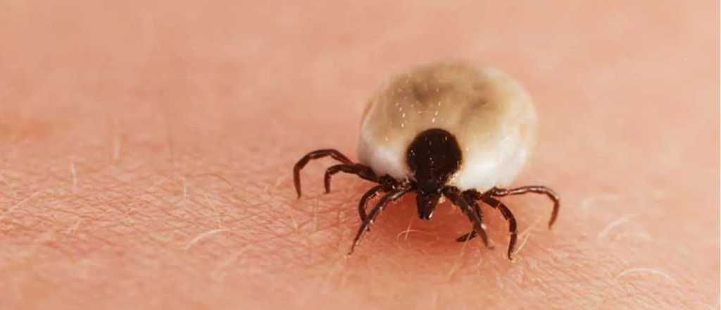 Protegé tu hogar de las garrapatas con este repelente natural