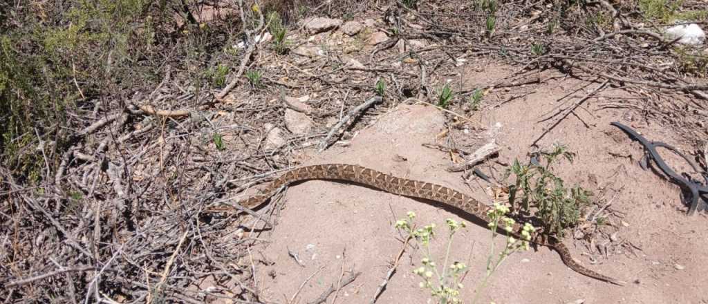 Reinsertaron una yarará chica rescatada en Mendoza