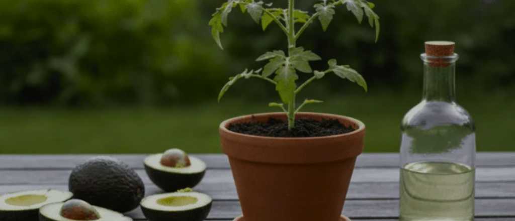 Cuál es el fertilizante natural tendencia con cáscara de palta