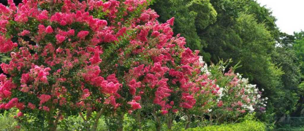 Cómo cultivar el crespón, el árbol que llena de color el mes de enero