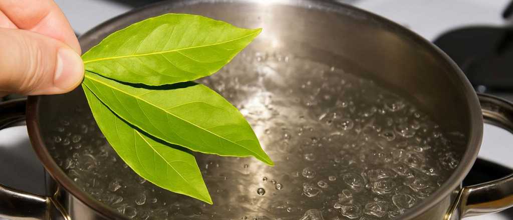 Laurel hervido: para qué sirve y por qué muchos lo usan en casa