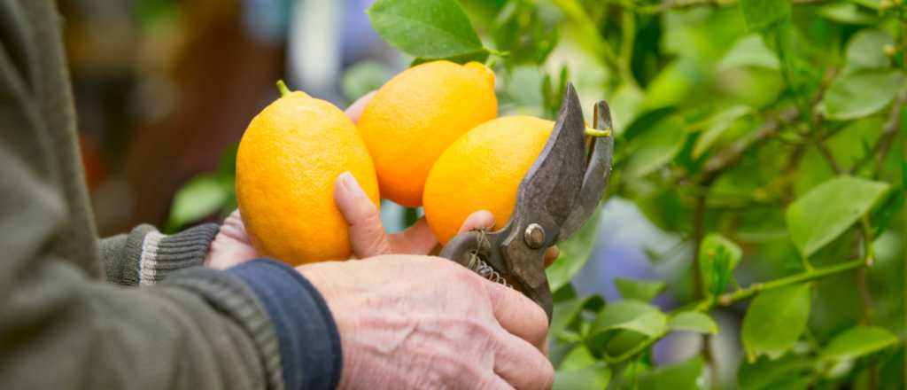 Limonero 4 estaciones: cómo cultivarlo y tener limones todo el año