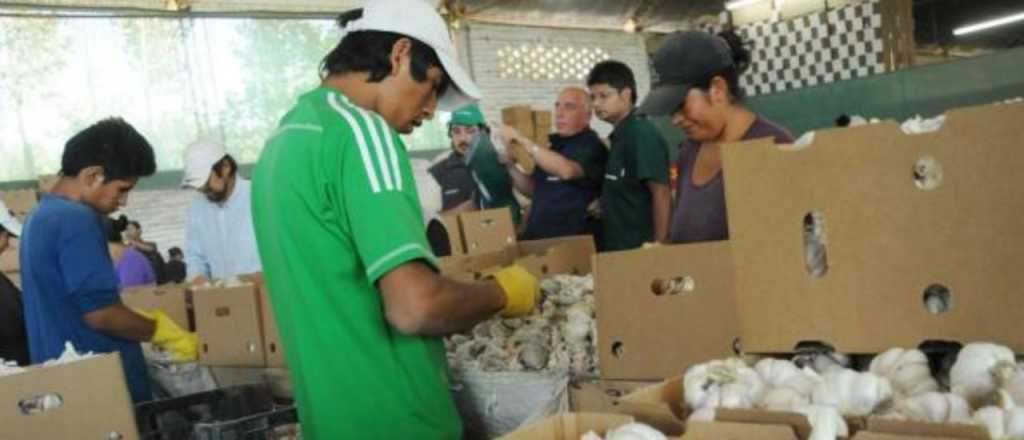 Brasil le dio vía libre al ajo chino y los productores de Mendoza en peligro