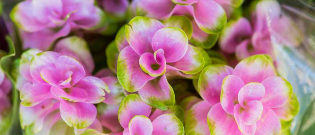 La flor que resiste el calor y llena el jardín de color