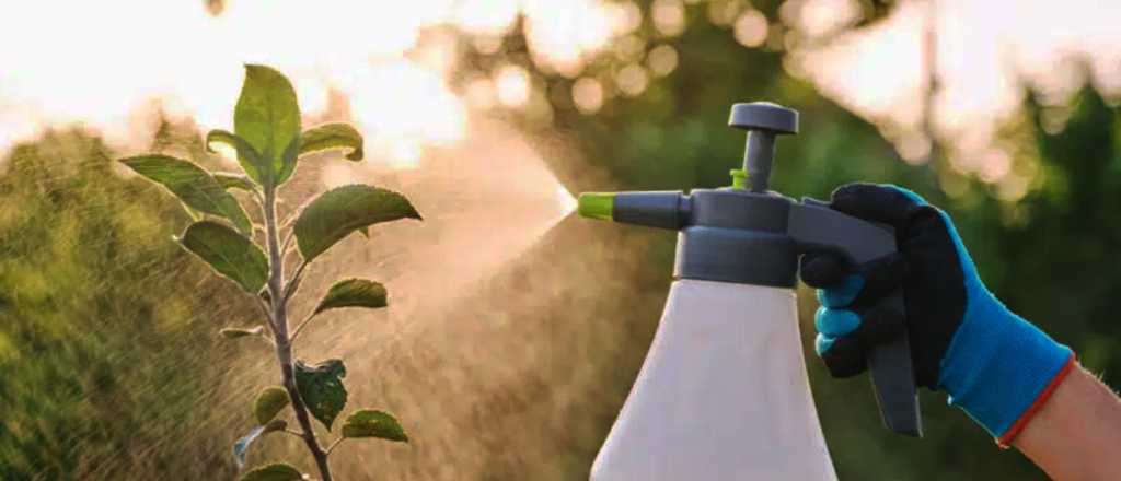 El fertilizante natural que tenés en tu casa y no sabías