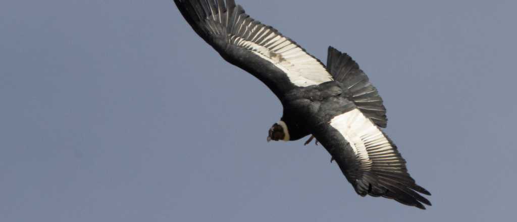 Confirmaron reproducción activa del Cóndor Andino en Mendoza