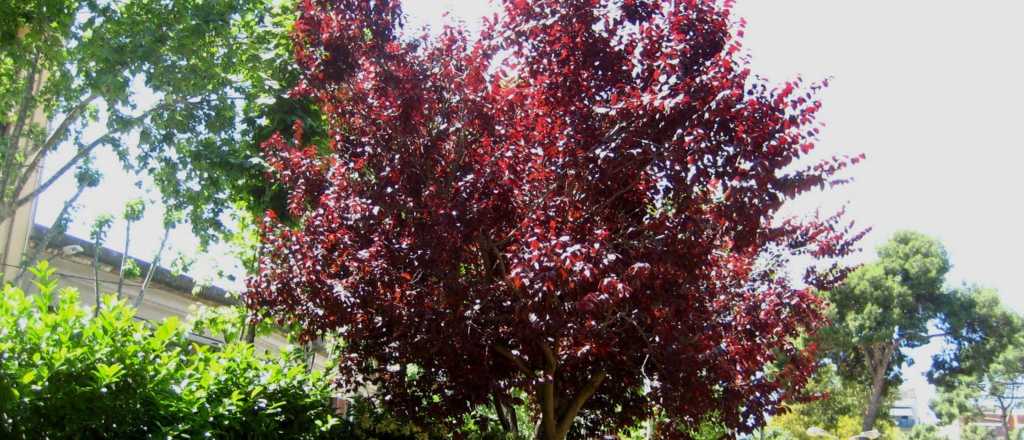 El árbol que todos quieren en su patio: florece, da fruta y no rompe nada