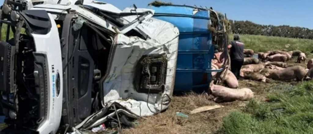 Video: un camión con cerdos volcó en Chacabuco y robaron los animales