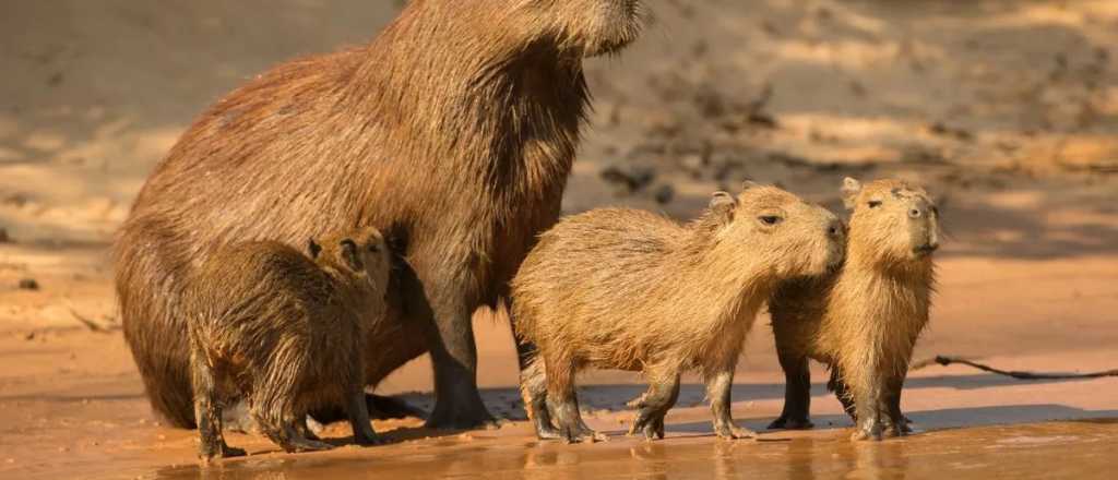 Vecinos de Nordelta reclaman que los perros se comen a crías de carpinchos