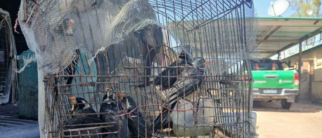 Rescatan 18 aves silvestres que transportaban hacia Mendoza