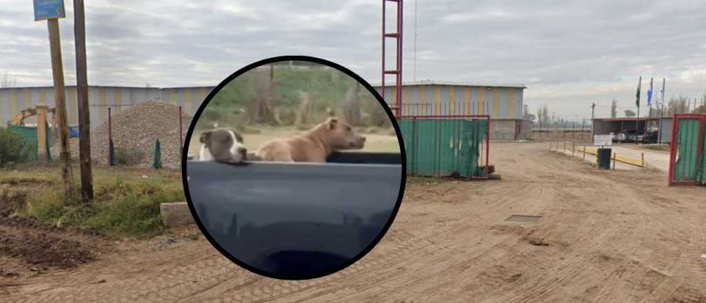 Dos pitbull atacaron a un trabajador en un galp&oacute;n de ajo de Las Heras