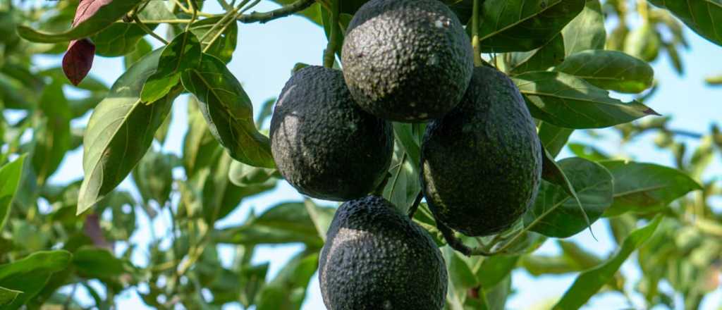 &Aacute;rbol de palta: c&oacute;mo hacerlo crecer desde un carozo