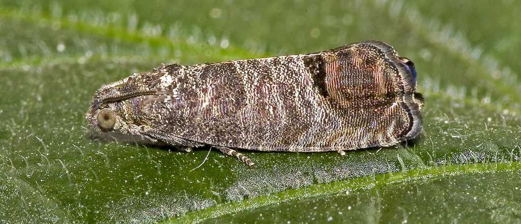 Mendoza sale a combatir una plaga de los nogales