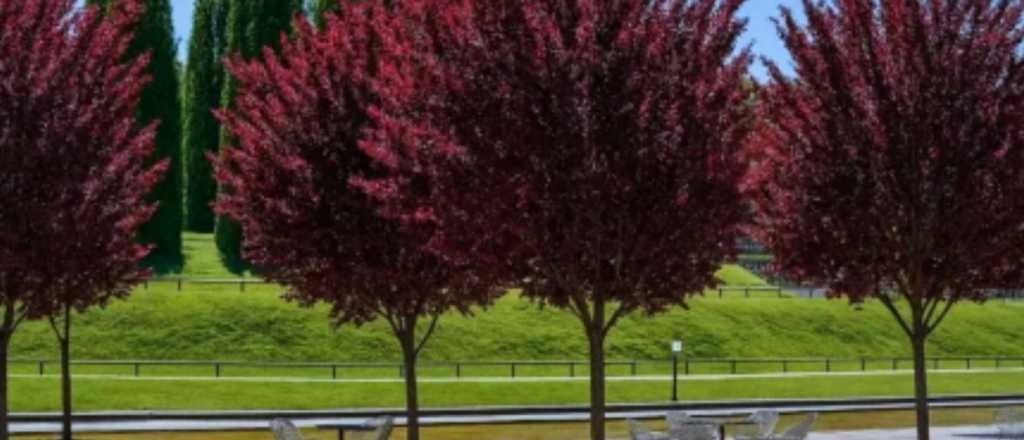 Cu&aacute;l es el &aacute;rbol ideal que da flores en primavera y sombra todo el a&ntilde;o 