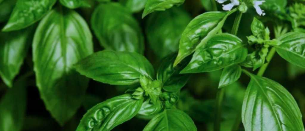 Planta ideal: crece rápido, perfuma el jardín y ahuyenta insectos