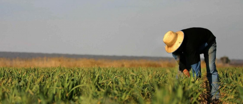 Qu&eacute; quiere reglamentar el Gobierno con la Ley de semillas