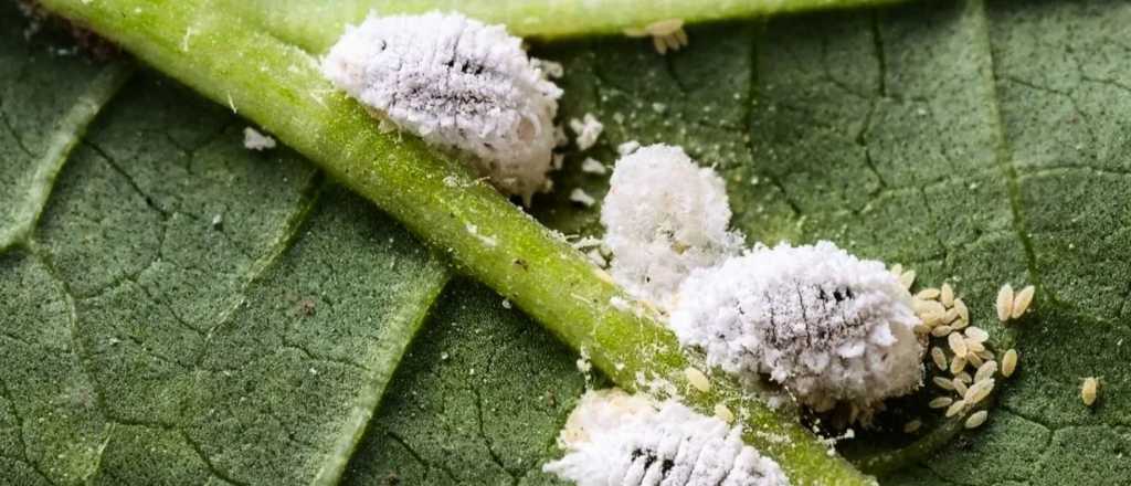 Nuevas pulverizaciones en Dorrego contra la cochinilla harinosa