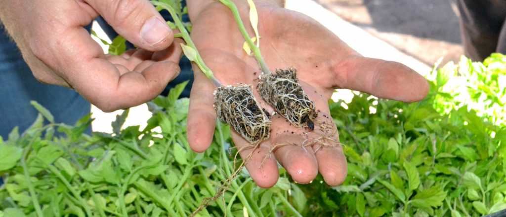 Maipú acompaña a más de 200 productores