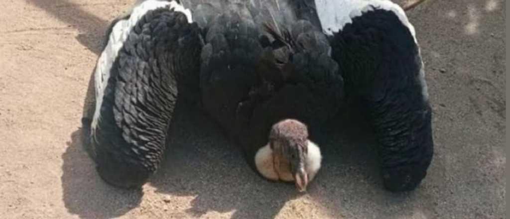 Una mujer de Tunuyán encontró un cóndor herido en su patio 