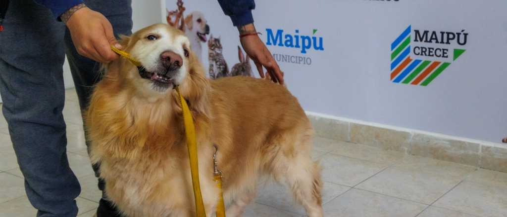 M&aacute;s de 1.000 mascotas han sido asistidas en el municipio de Maip&uacute;