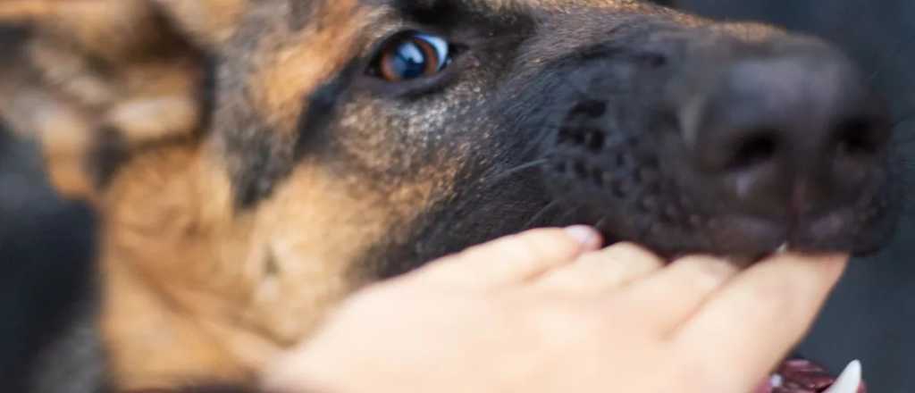 M&aacute;s ataques de perros en Argentina: qu&eacute; dicen los datos oficiales