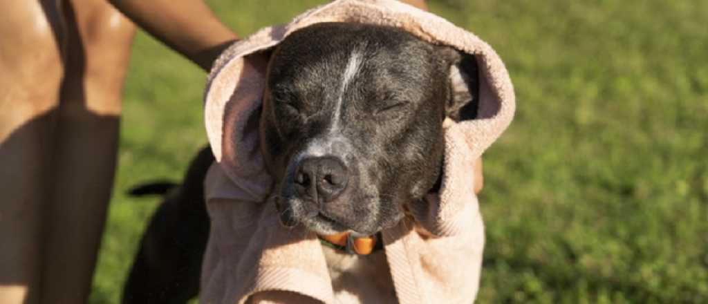 No esperes la ola de calor: empezá hoy a cuidar a tu mascota