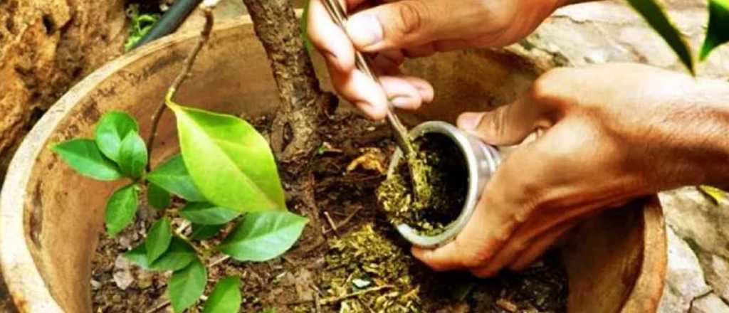 Made in Mendoza: cómo lograron que la yerba usada tenga valor comercial