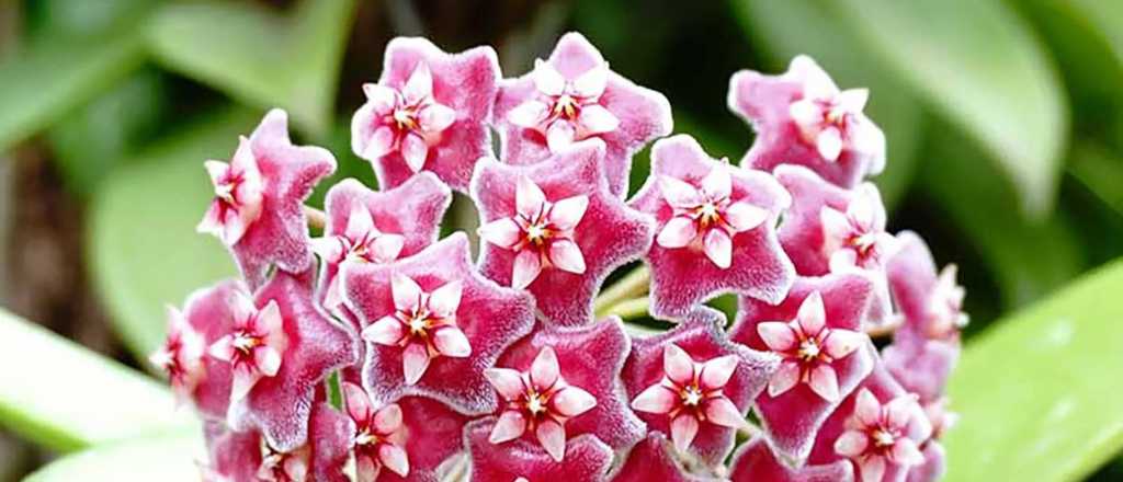 La planta ideal que perfuma tu casa y no necesita cuidados constantes