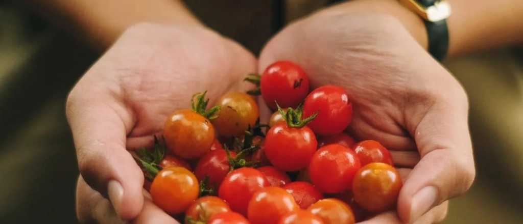 Guía simple para cultivar tomates cherry en tu casa
