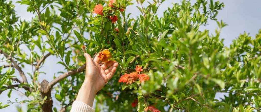El árbol perfecto para patios chicos: da fruta y casi no requiere cuidados