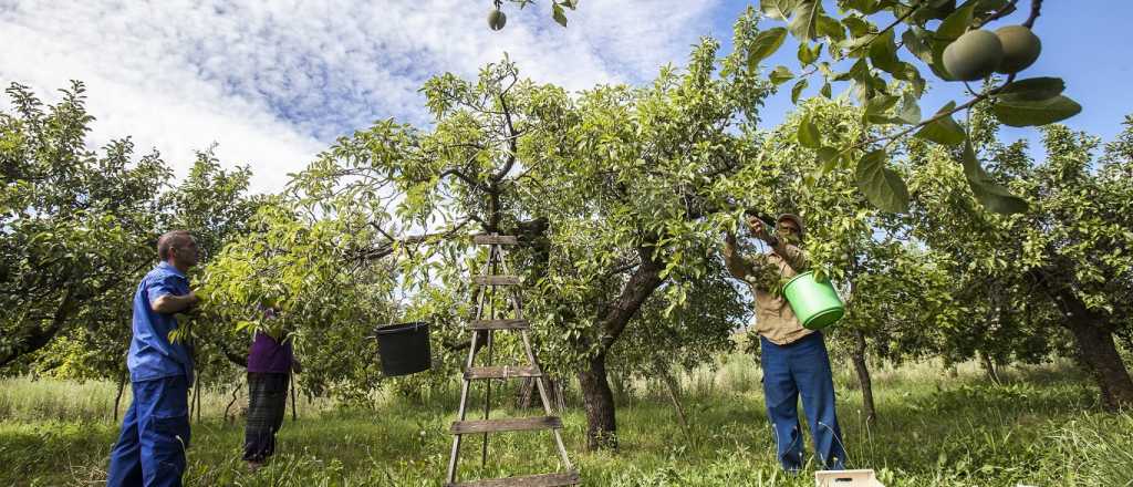 El frutal ideal: no se seca, da sombra y no levanta el suelo