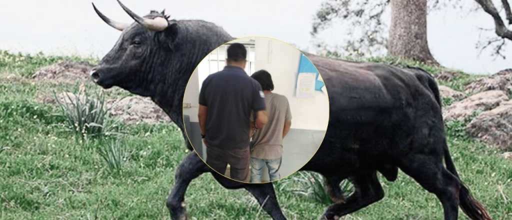 Le rob&oacute; un toro a un vecino, lo faen&oacute;, vendi&oacute; la carne y fue atrapado en Tupungato
