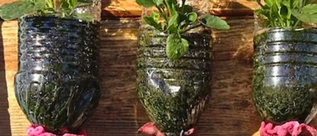 Cultivar verduras en botellas: la nueva tendencia en balcones