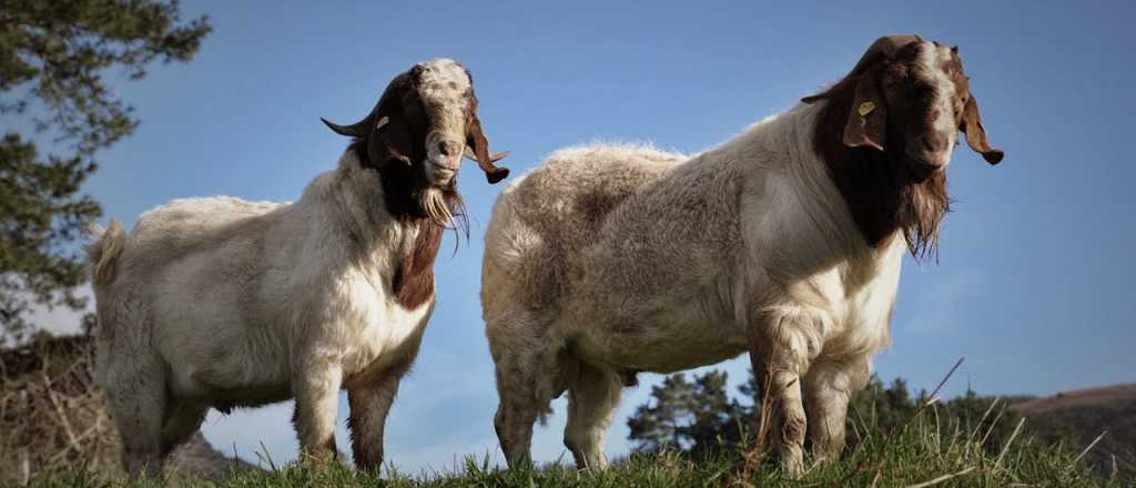Robaron chivos muy caros de una finca de Malargüe 