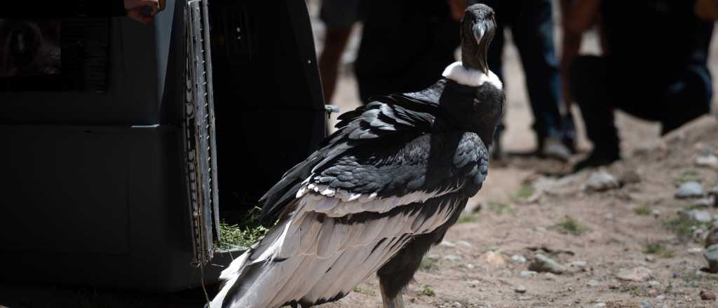 Reinsertan en su hábitat a un cóndor andino herido en Tunuyán