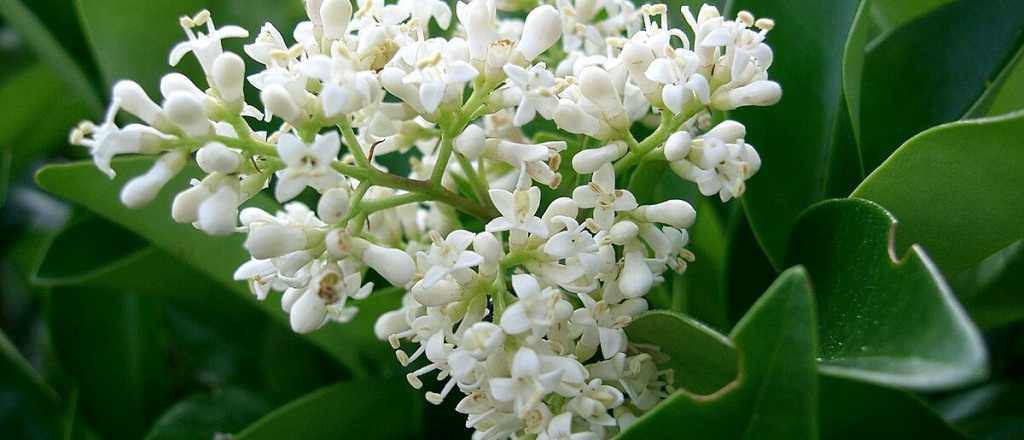 El árbol que mantiene tu jardín verde todo el año