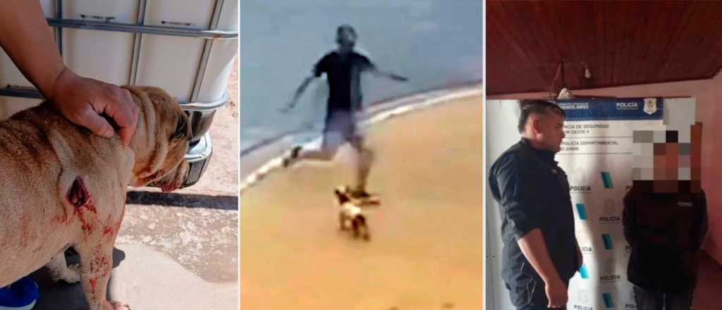 Video: dos detenidos por haber atacado a dos perros a plena luz del día