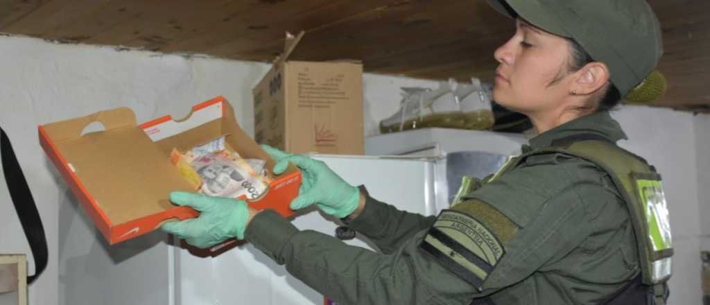 Allanaron a mujeres que tenían 47 plantines de marihuana en Malargüe