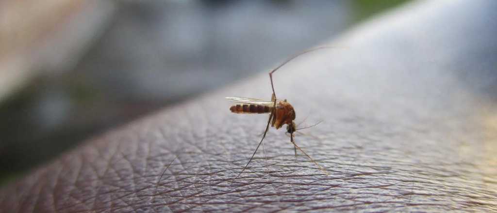 Virus Usutu: preocupa el primer caso autóctono en España